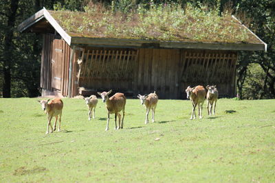 Horses grazing on field