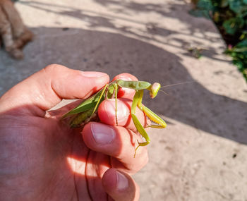 Close-up of hand holding plant