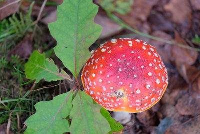 Close-up of fly agaric mushroom