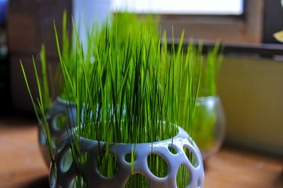 Planting decorative rice plants