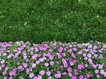 High angle view of pink flowering plants on field