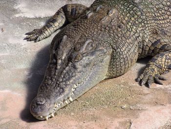 Close-up of a crocodile