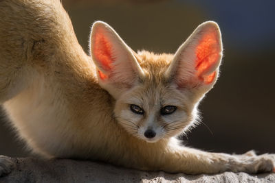 Close-up of a cat