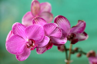 Close-up of pink orchids