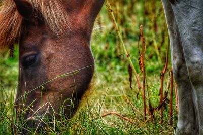 Close-up of horse on field