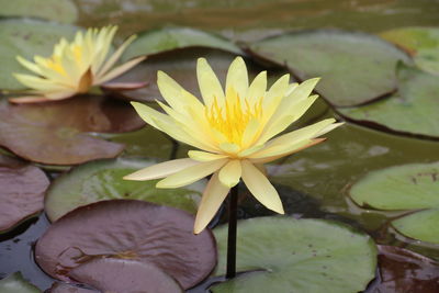 Close-up of water lily in lake