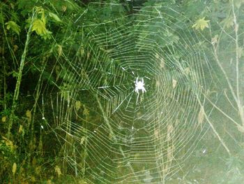 Close-up of spider web