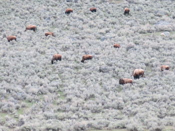 Flock of sheep on grass