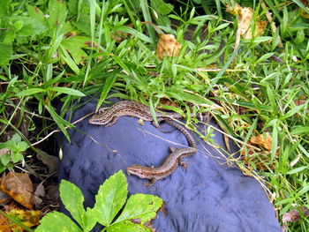 High angle view of frog on plants