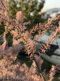 Close-up of flowering plant on tree