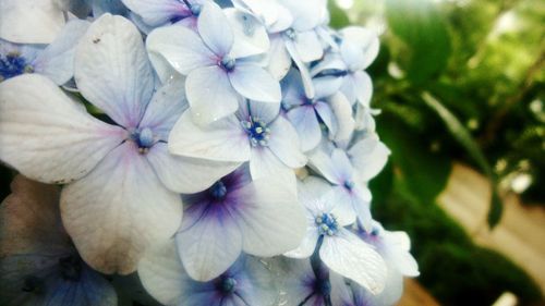 Close-up of purple flowers blooming
