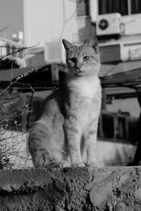 Cat on retaining wall against building