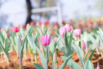 Close-up of pink crocus flowers on field