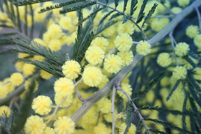 Close-up of yellow flowering plant on field