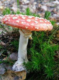 Close-up of fly agaric mushroom