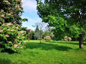 Scenic view of grassy field against sky