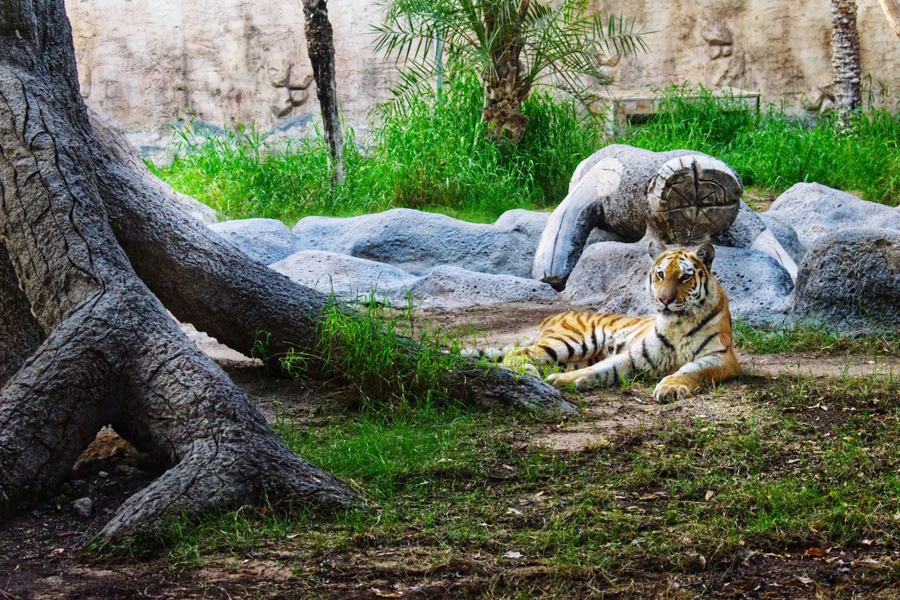 VIEW OF CAT ON TREE TRUNK