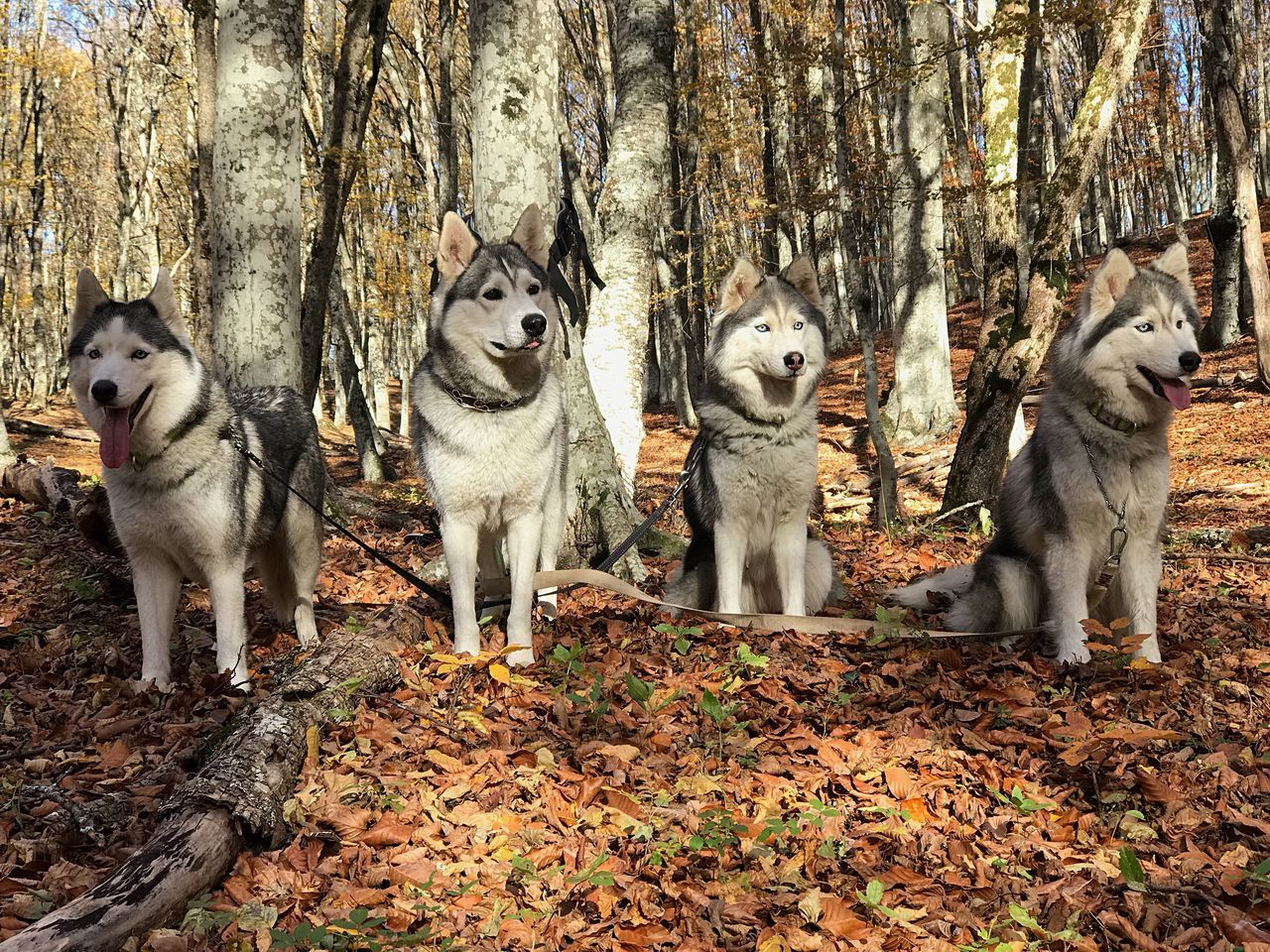 tree, animal themes, animal, group of animals, tree trunk, mammal, trunk, autumn, land, pets, vertebrate, domestic, forest, day, nature, domestic animals, dog, plant part, canine, plant, change, no people, outdoors, leaves