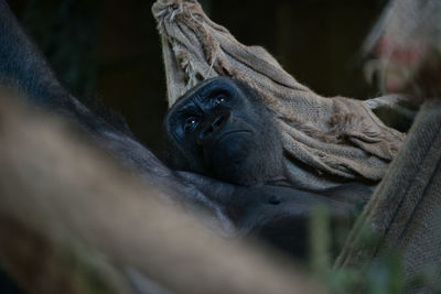 Close-up of monkey relaxing outdoors