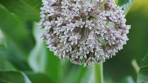 Close-up of white flowers blooming outdoors