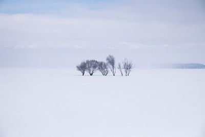 Trees on snow covered field against sky