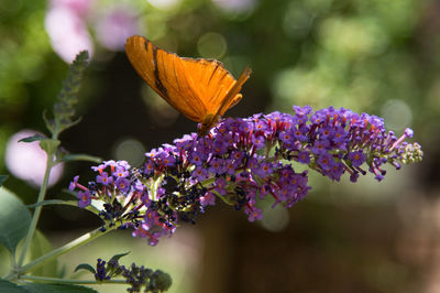 Close-up of butterfly on purple flowering plant