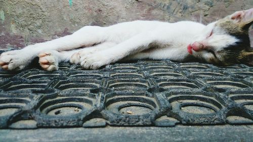 Close-up of cat sleeping