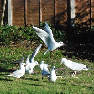 High angle view of seagulls on field