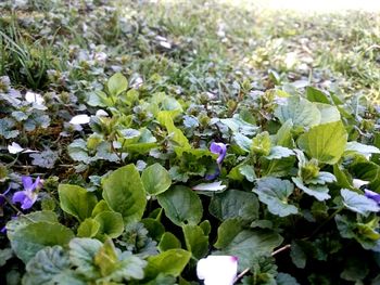 Close-up of flowers growing in water