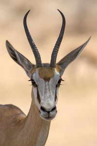 Close-up portrait of deer