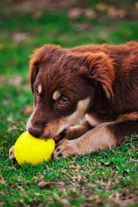 Dog playing with ball