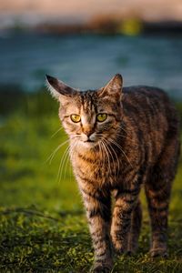 Portrait of tabby cat on land