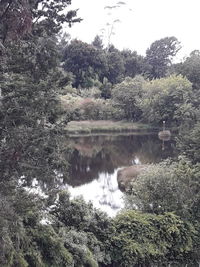 Scenic view of lake in forest against sky