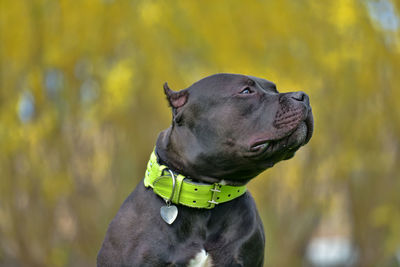 Close-up of a dog looking away