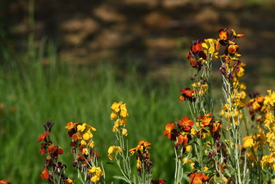 Close-up of yellow flowering plant on field