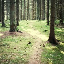 Trees in forest