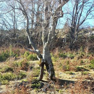 Bare trees in forest