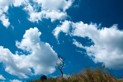 Low angle view of trees against blue sky