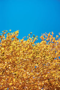 Low angle view of flowering plants against blue sky