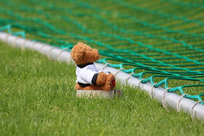 High angle view of squirrel on field