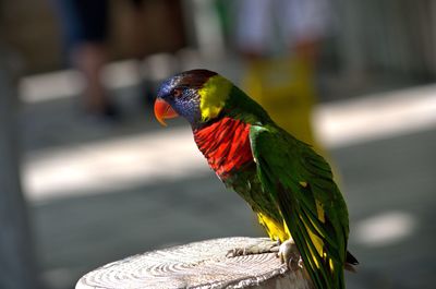 Rainbow lorikeet perching on tree stump