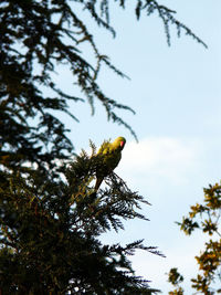 Low angle view of bird perching on tree against sky
