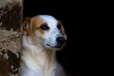 Close-up portrait of dog looking away