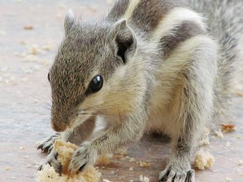Close-up of an animal