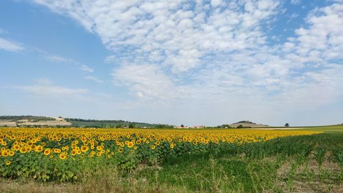 Sunflowers growing on field under cloudy blue sky