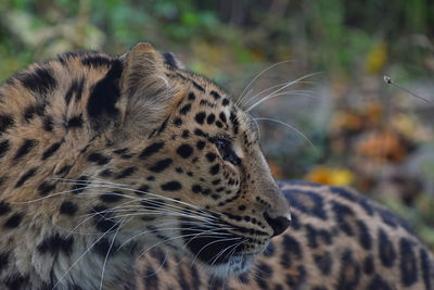 Close-up of leopard looking away