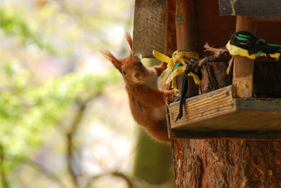 Close-up of squirrel on wood