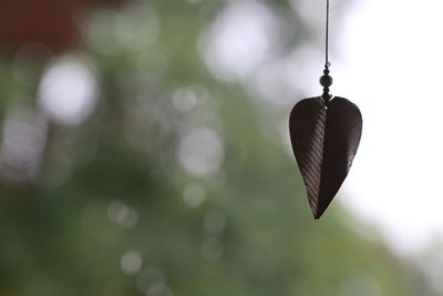 Close-up of leaf hanging on plant