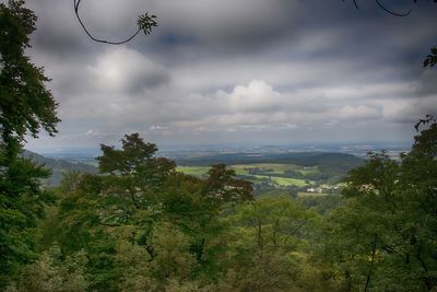 Trees on landscape against sky