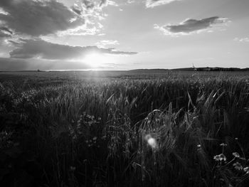 Scenic view of wheat field against sky